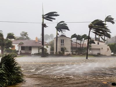 Landscape hurricane damage Tampa Bay